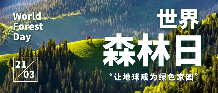 共建綠色家園，共享森林盛宴：世界森林日活動策劃方案